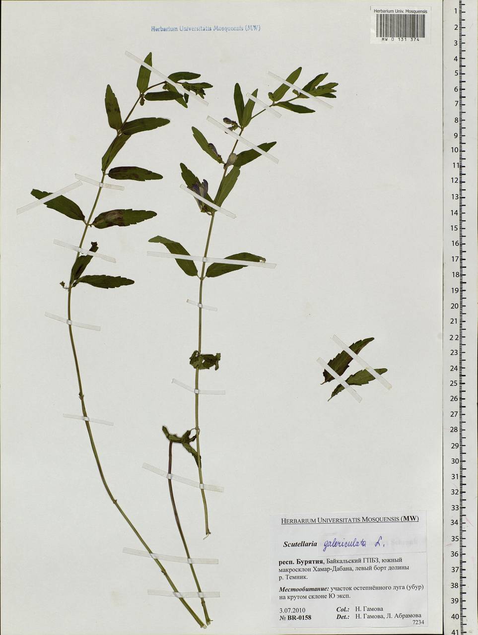 Scutellaria galericulata L., Siberia, Baikal & Transbaikal region (S4) (Russia)