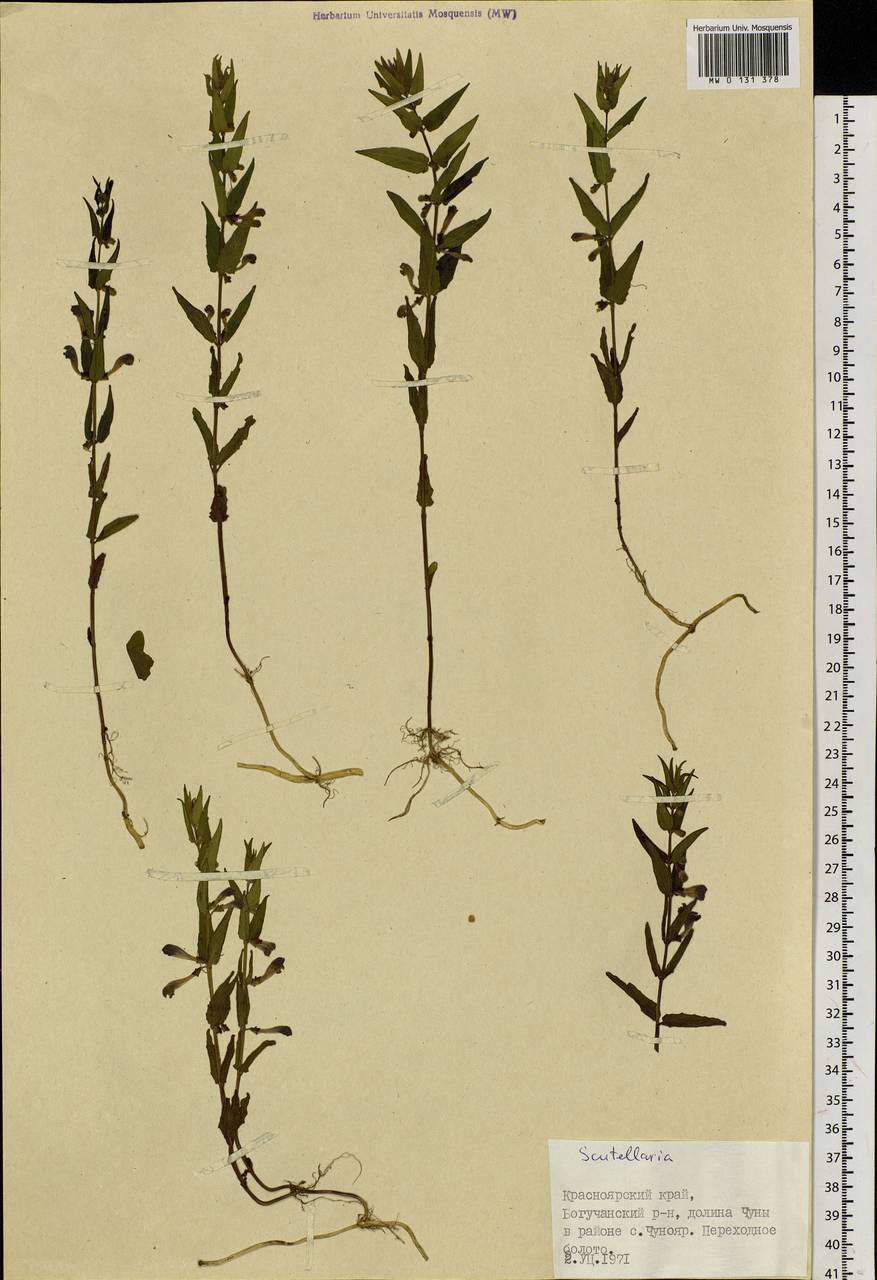 Scutellaria galericulata L., Siberia, Central Siberia (S3) (Russia)