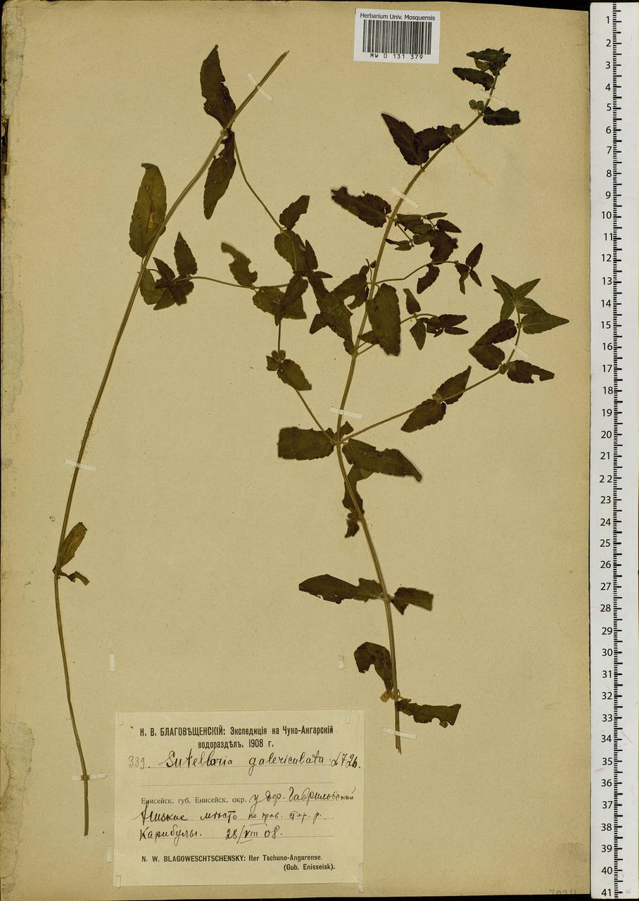 Scutellaria galericulata L., Siberia, Central Siberia (S3) (Russia)