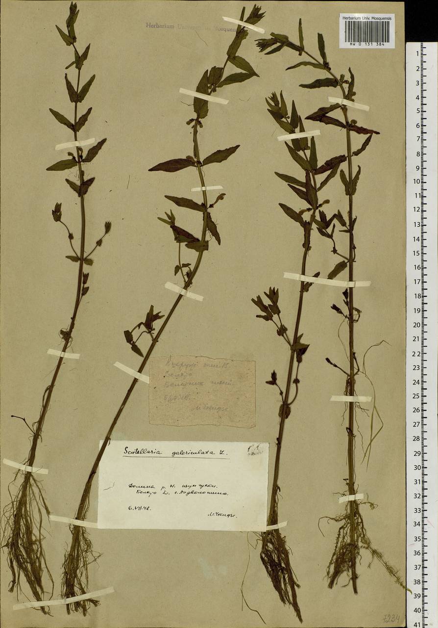 Scutellaria galericulata L., Siberia, Baikal & Transbaikal region (S4) (Russia)