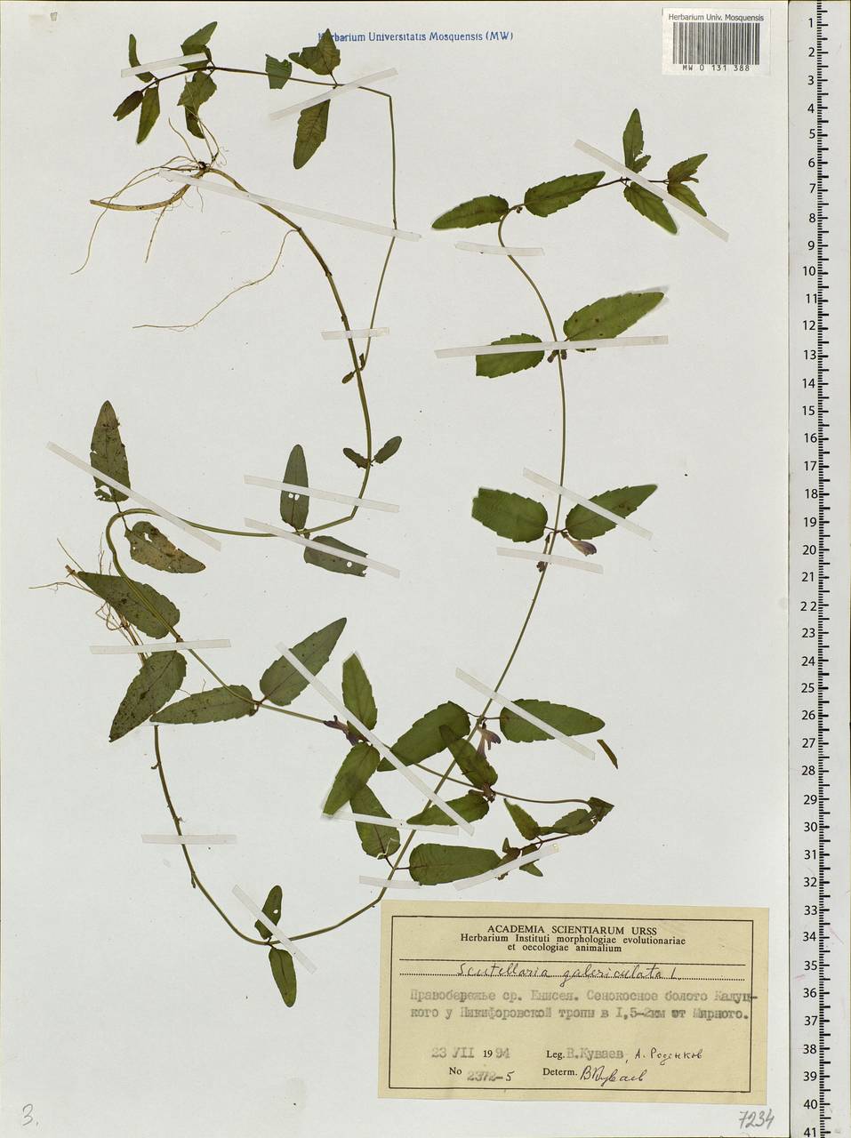 Scutellaria galericulata L., Siberia, Central Siberia (S3) (Russia)