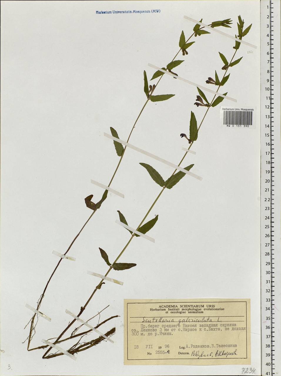 Scutellaria galericulata L., Siberia, Central Siberia (S3) (Russia)