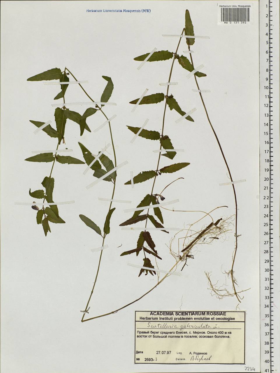 Scutellaria galericulata L., Siberia, Central Siberia (S3) (Russia)