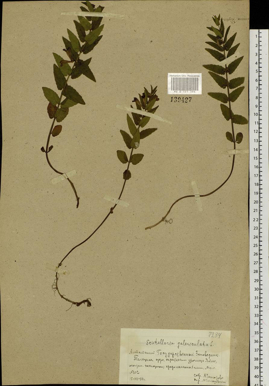 Scutellaria galericulata L., Siberia, Altai & Sayany Mountains (S2) (Russia)
