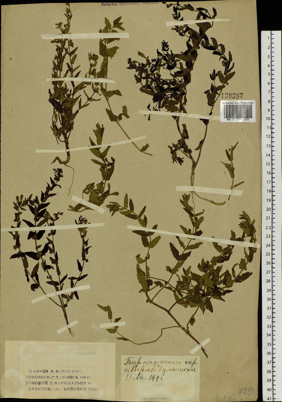 Scutellaria galericulata L., Siberia, Altai & Sayany Mountains (S2) (Russia)