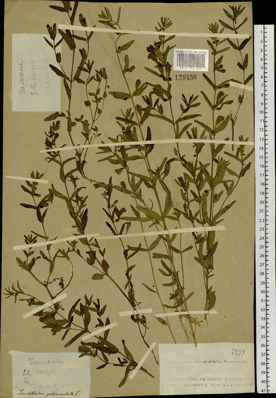 Scutellaria galericulata L., Siberia, Altai & Sayany Mountains (S2) (Russia)