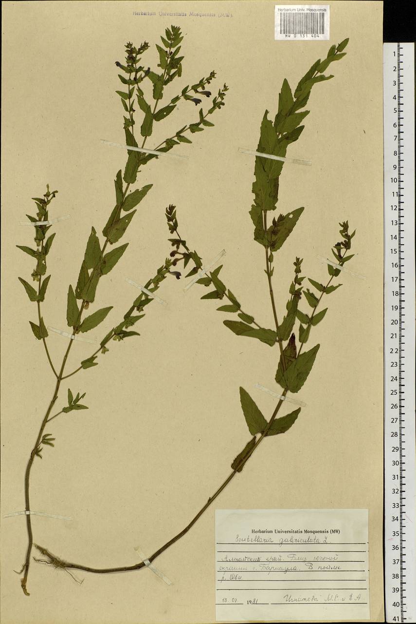 Scutellaria galericulata L., Siberia, Altai & Sayany Mountains (S2) (Russia)