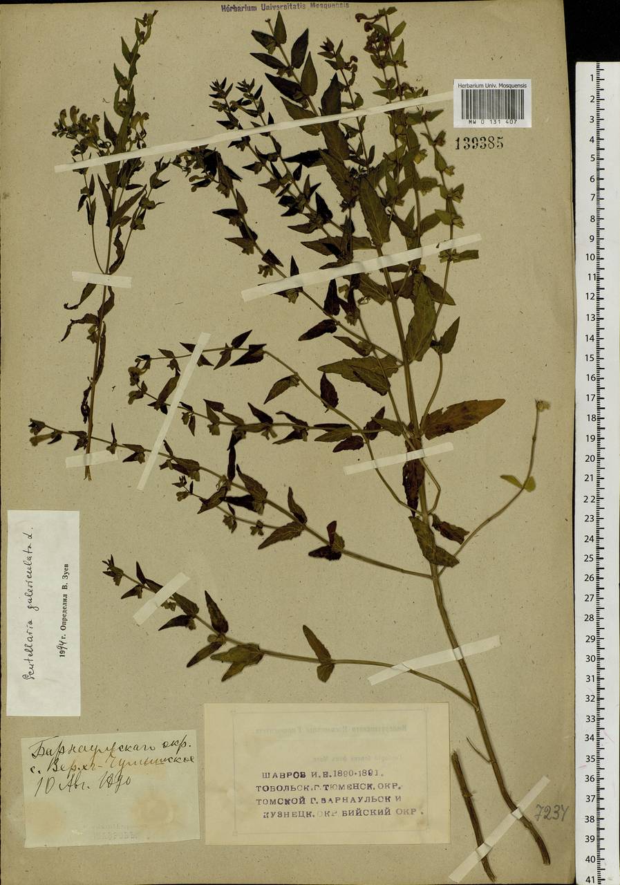 Scutellaria galericulata L., Siberia, Altai & Sayany Mountains (S2) (Russia)