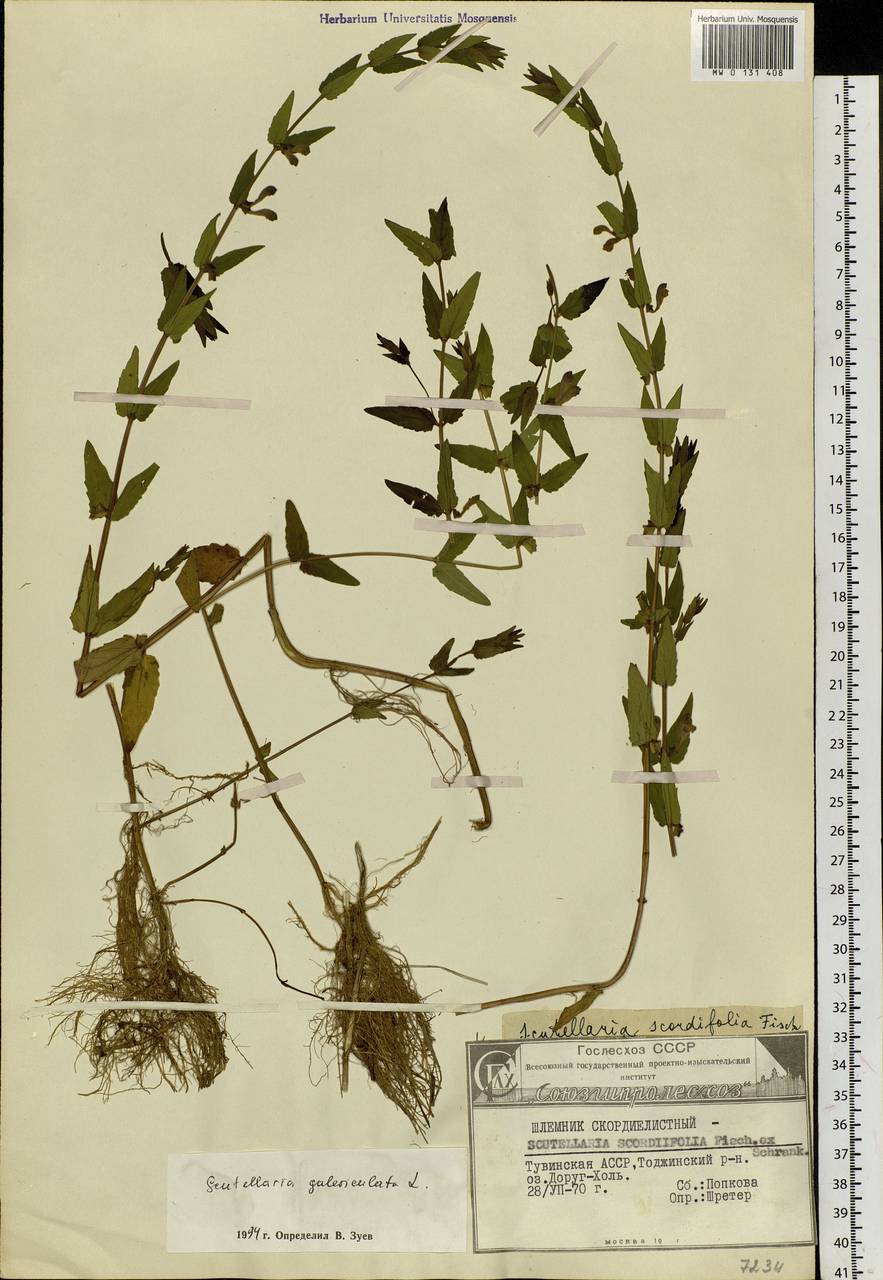 Scutellaria galericulata L., Siberia, Altai & Sayany Mountains (S2) (Russia)