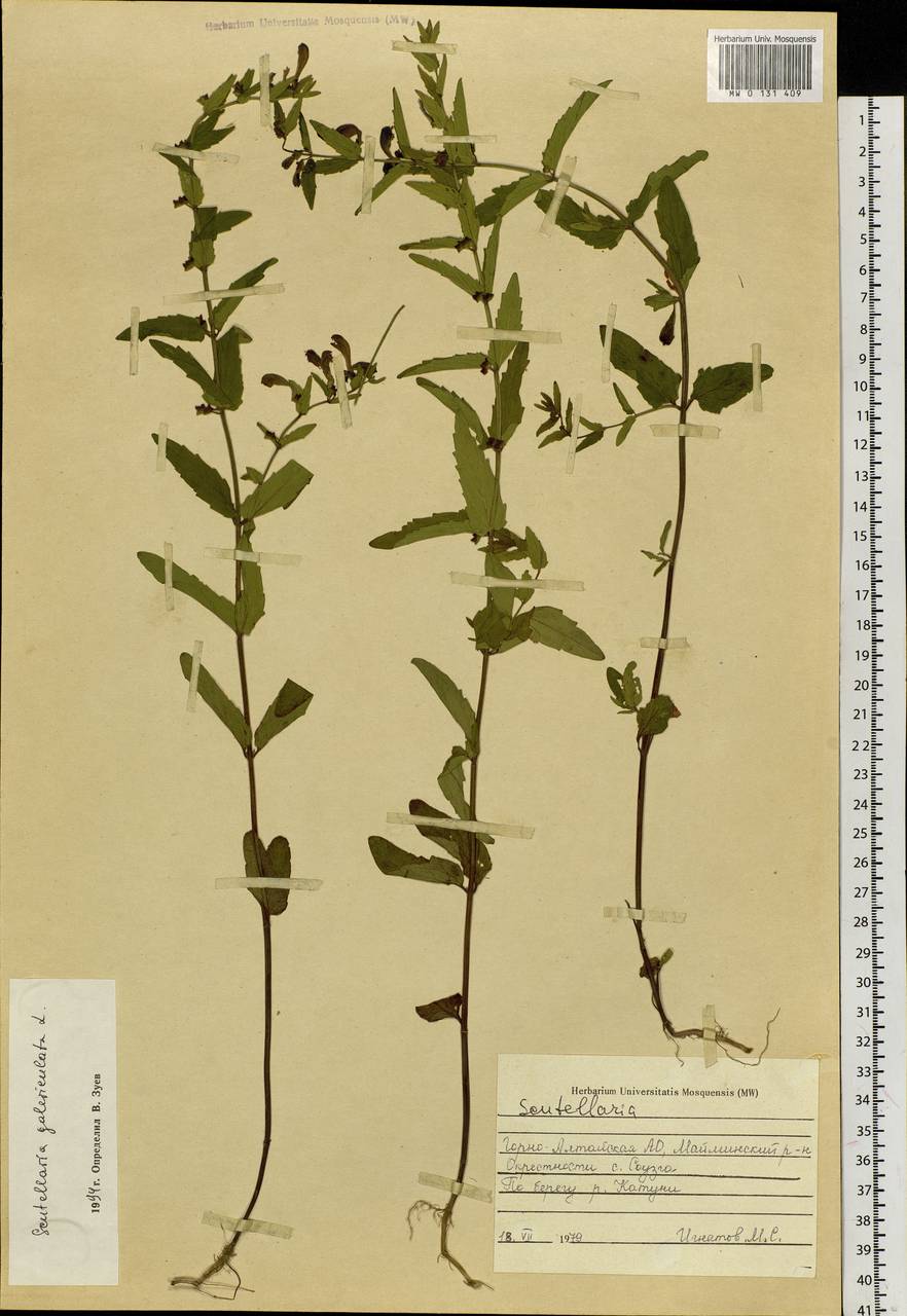 Scutellaria galericulata L., Siberia, Altai & Sayany Mountains (S2) (Russia)