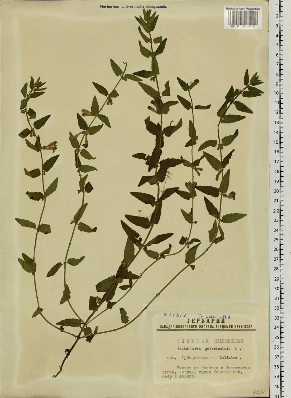 Scutellaria galericulata L., Siberia, Western Siberia (S1) (Russia)