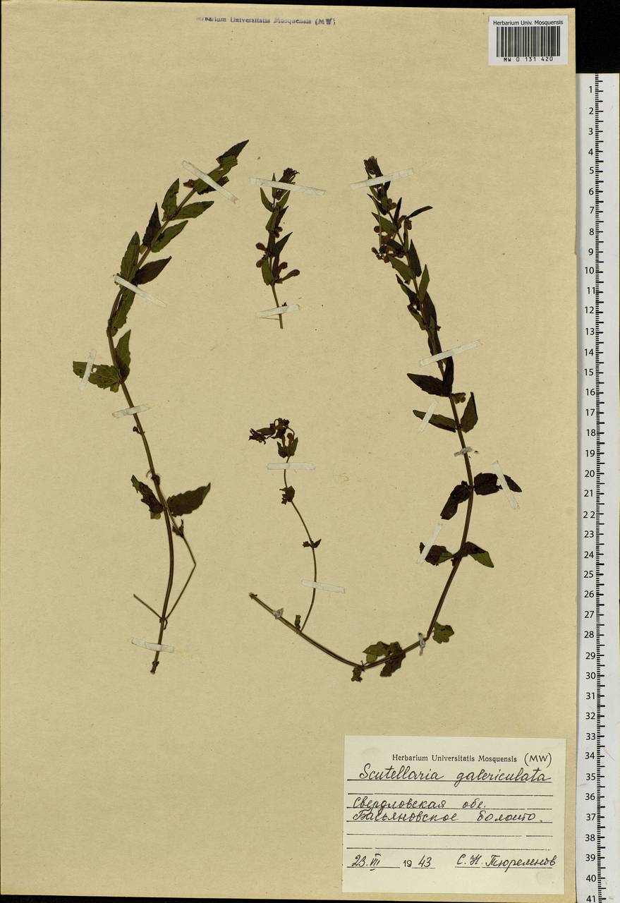 Scutellaria galericulata L., Eastern Europe, Eastern region (E10) (Russia)