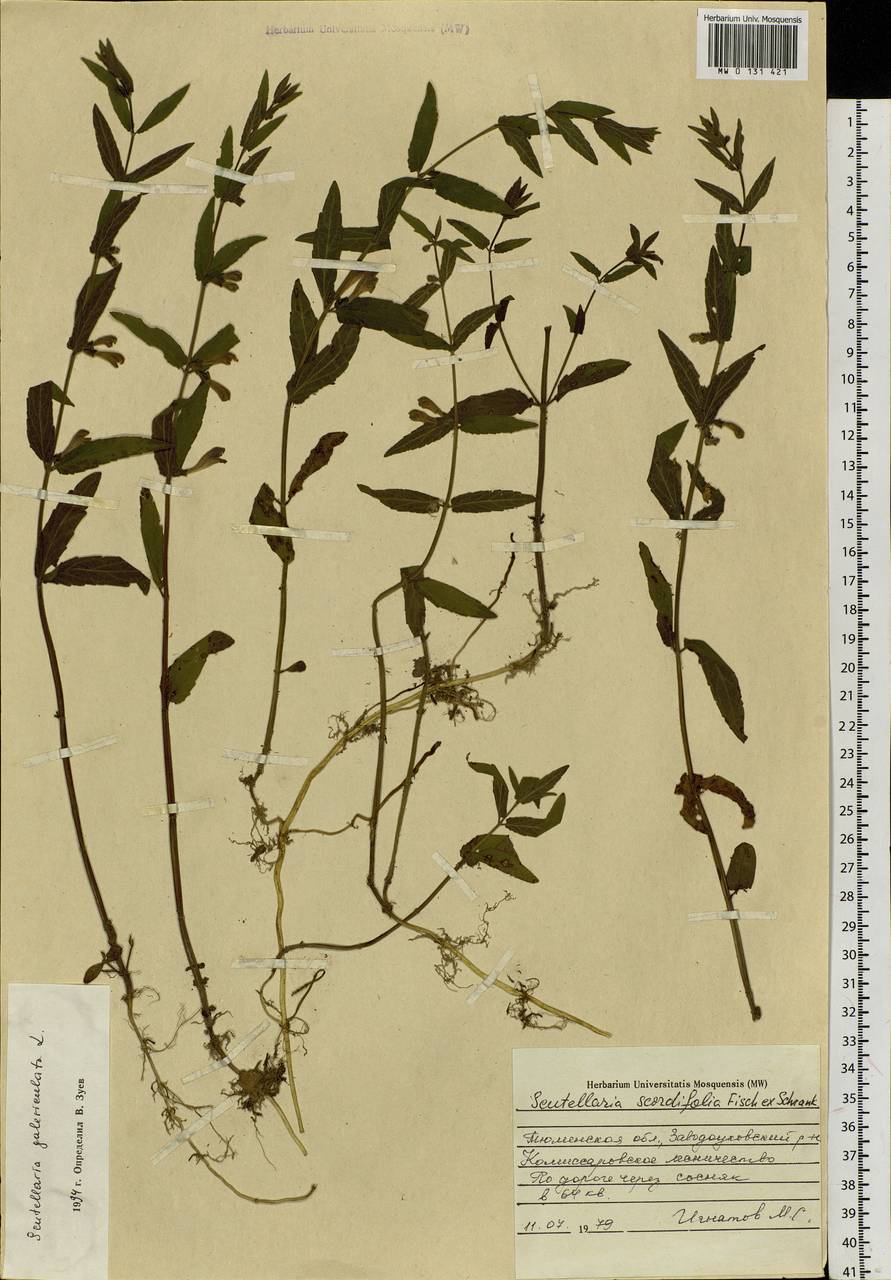 Scutellaria galericulata L., Siberia, Western Siberia (S1) (Russia)