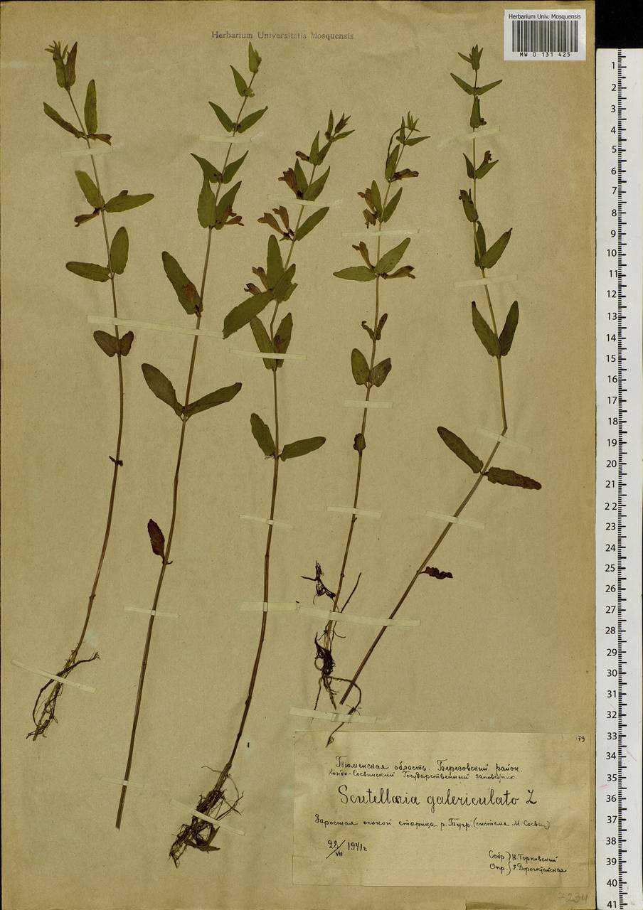 Scutellaria galericulata L., Siberia, Western Siberia (S1) (Russia)