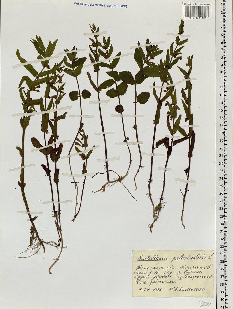 Scutellaria galericulata L., Siberia, Western Siberia (S1) (Russia)