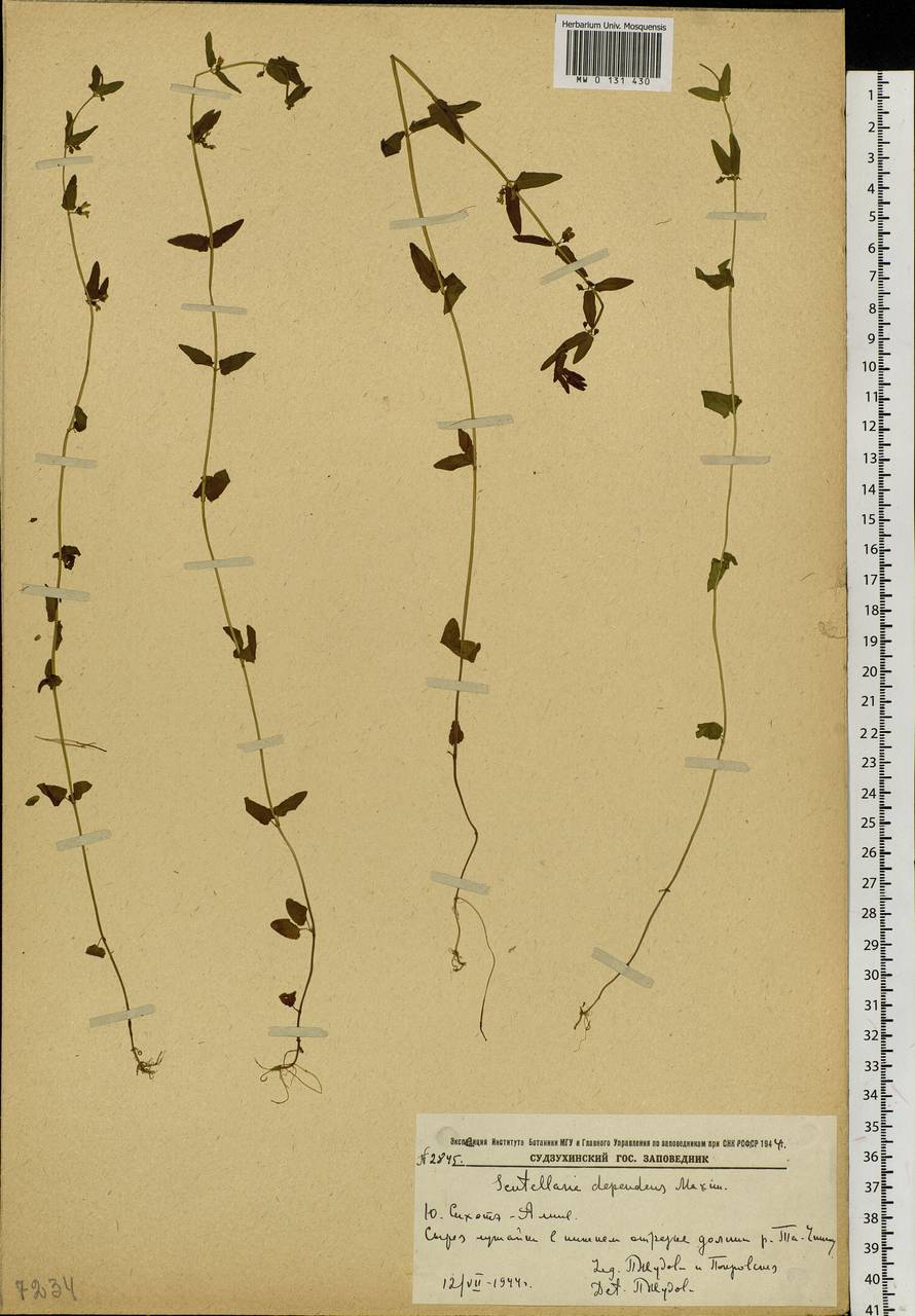 Scutellaria dependens Maxim., Siberia, Russian Far East (S6) (Russia)