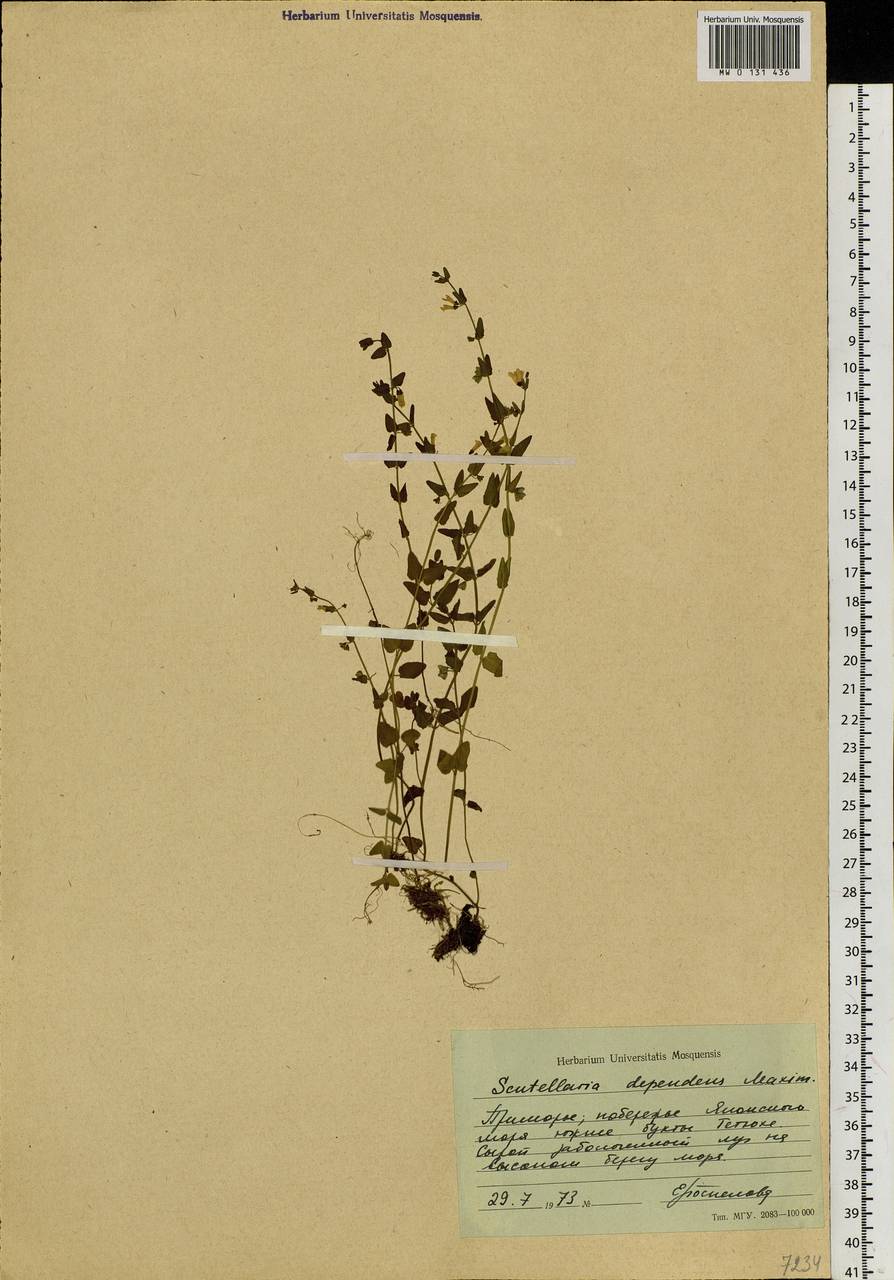 Scutellaria dependens Maxim., Siberia, Russian Far East (S6) (Russia)