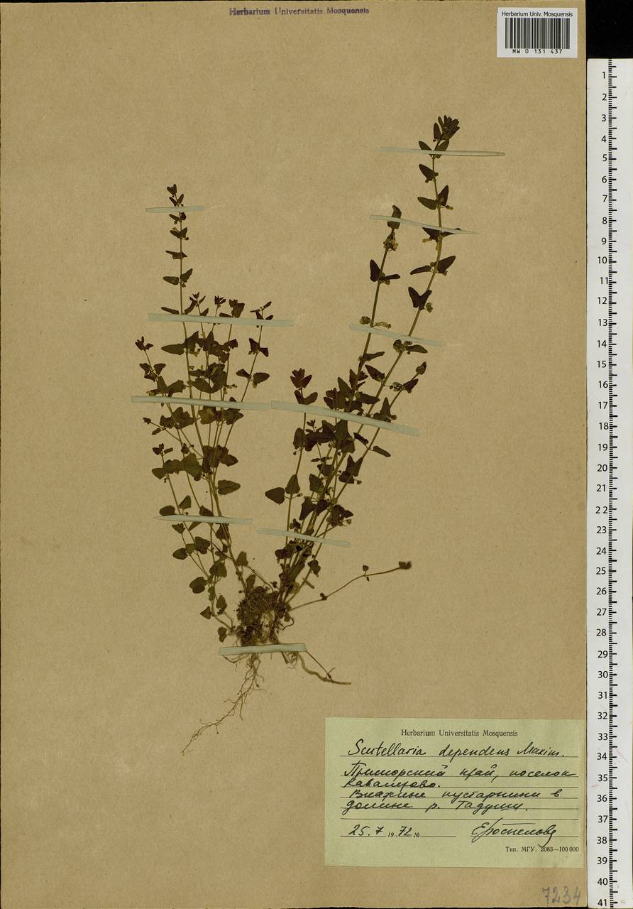 Scutellaria dependens Maxim., Siberia, Russian Far East (S6) (Russia)