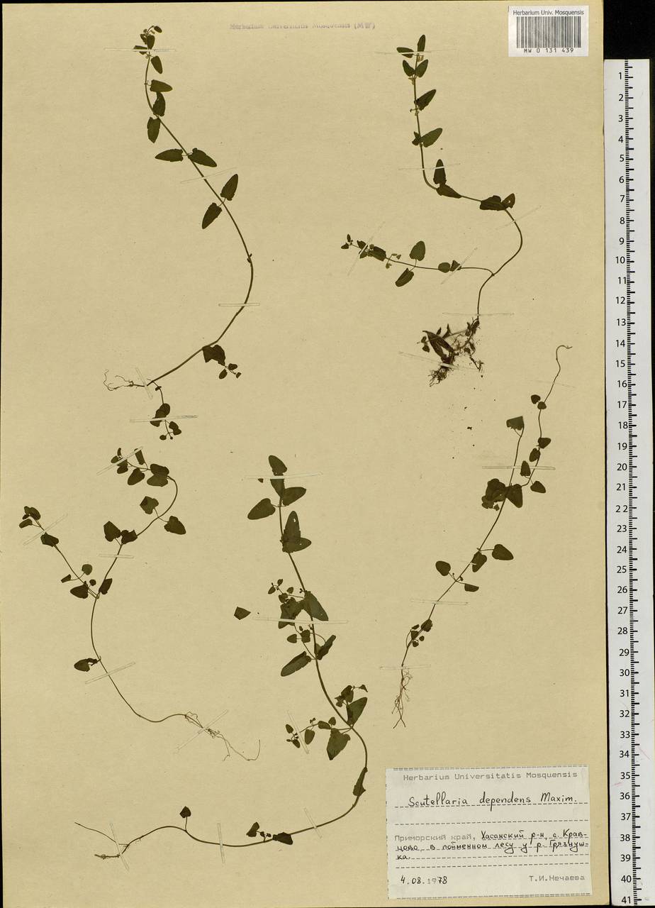 Scutellaria dependens Maxim., Siberia, Russian Far East (S6) (Russia)