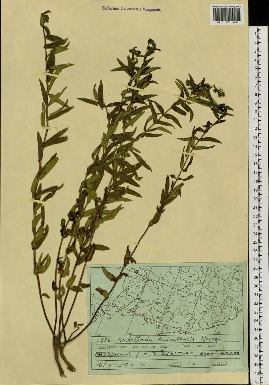Scutellaria baicalensis Georgi, Siberia, Russian Far East (S6) (Russia)
