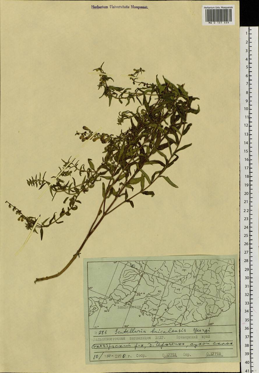Scutellaria baicalensis Georgi, Siberia, Russian Far East (S6) (Russia)
