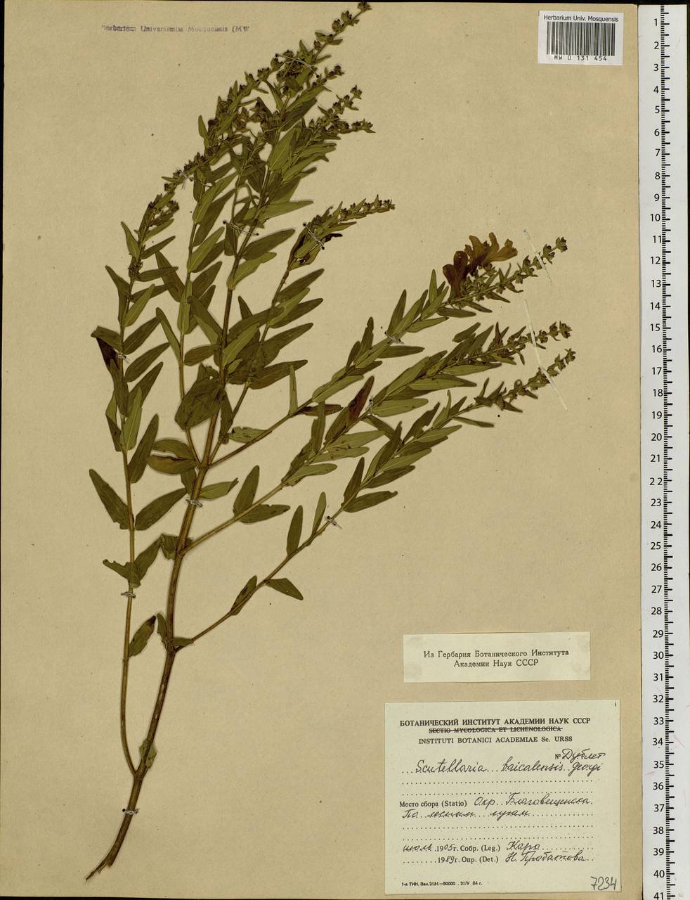 Scutellaria baicalensis Georgi, Siberia, Russian Far East (S6) (Russia)