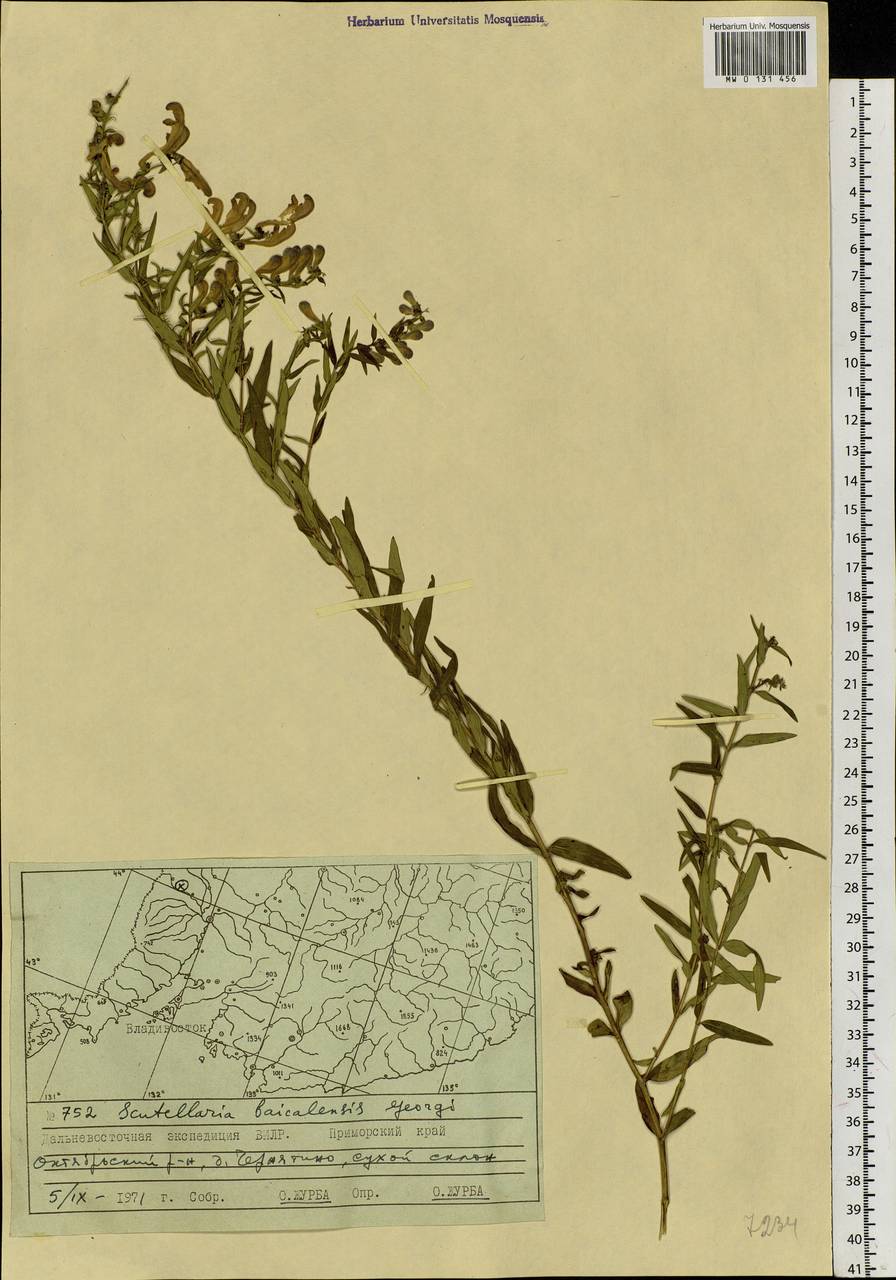 Scutellaria baicalensis Georgi, Siberia, Russian Far East (S6) (Russia)