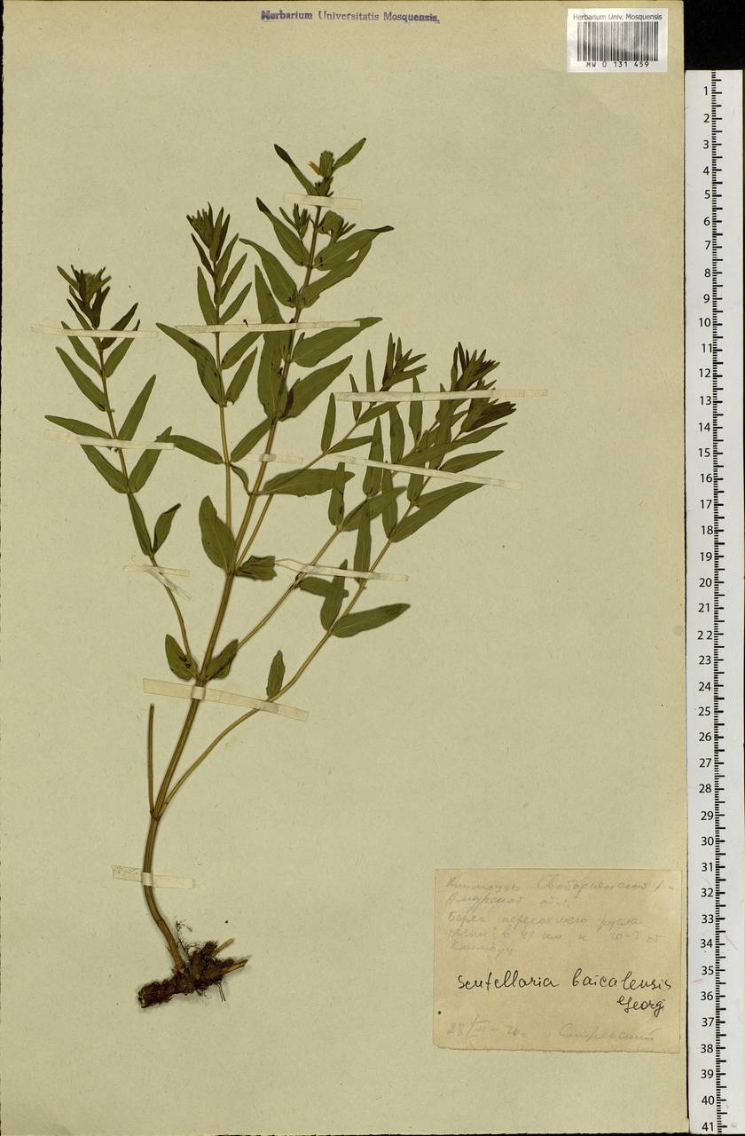 Scutellaria baicalensis Georgi, Siberia, Russian Far East (S6) (Russia)