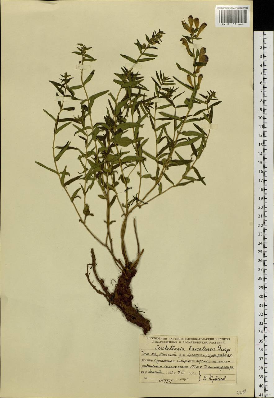 Scutellaria baicalensis Georgi, Siberia, Baikal & Transbaikal region (S4) (Russia)