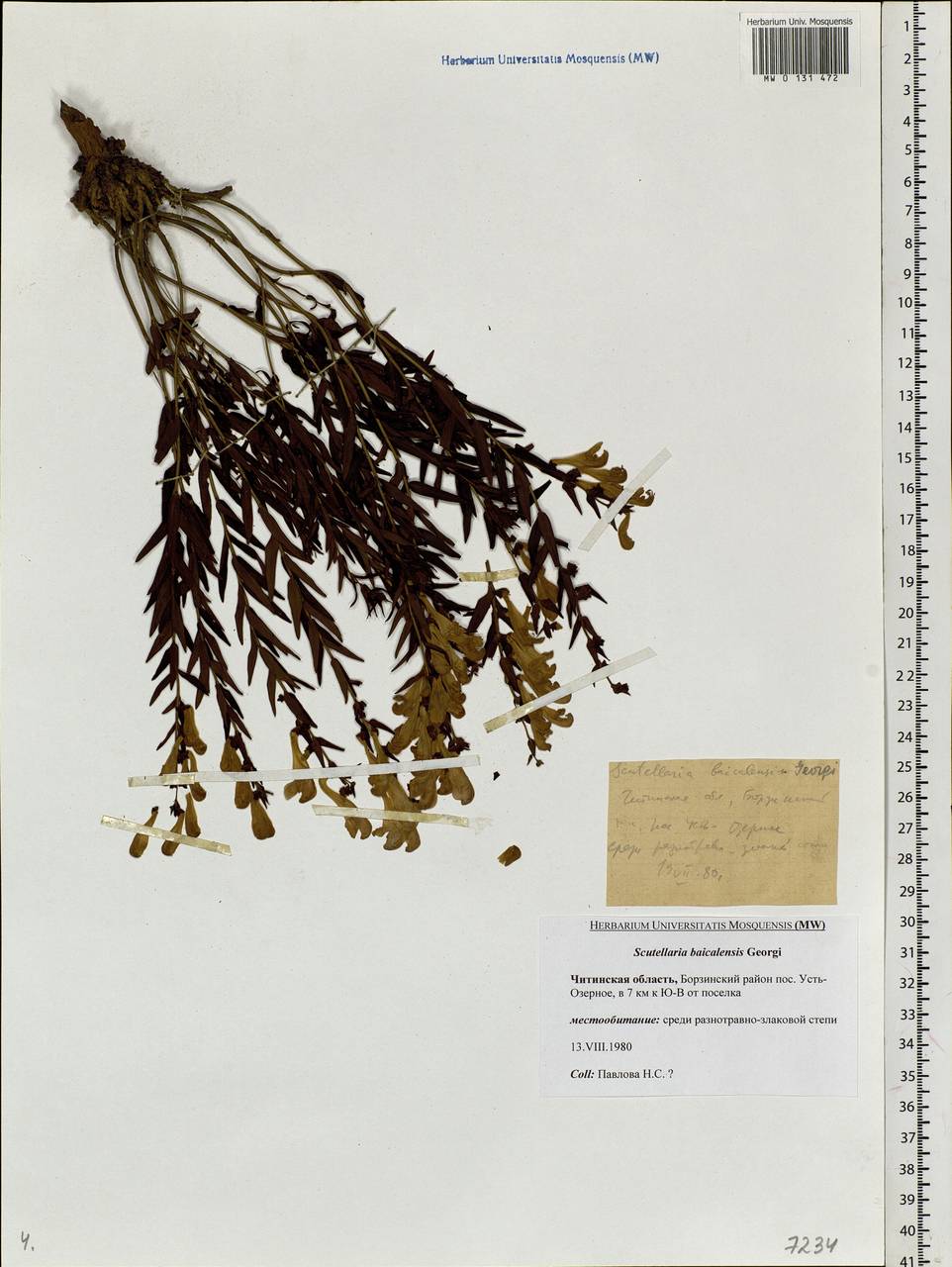 Scutellaria baicalensis Georgi, Siberia, Baikal & Transbaikal region (S4) (Russia)