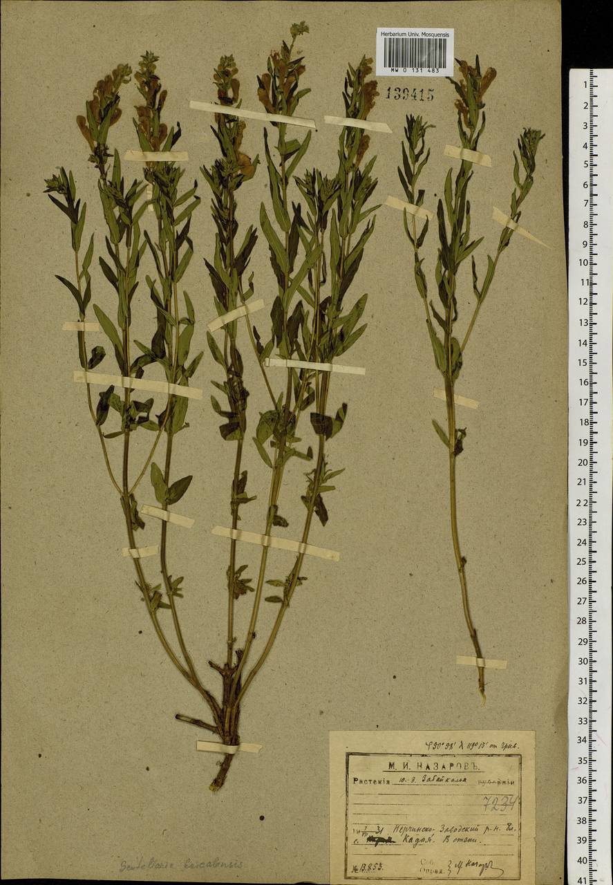 Scutellaria baicalensis Georgi, Siberia, Baikal & Transbaikal region (S4) (Russia)