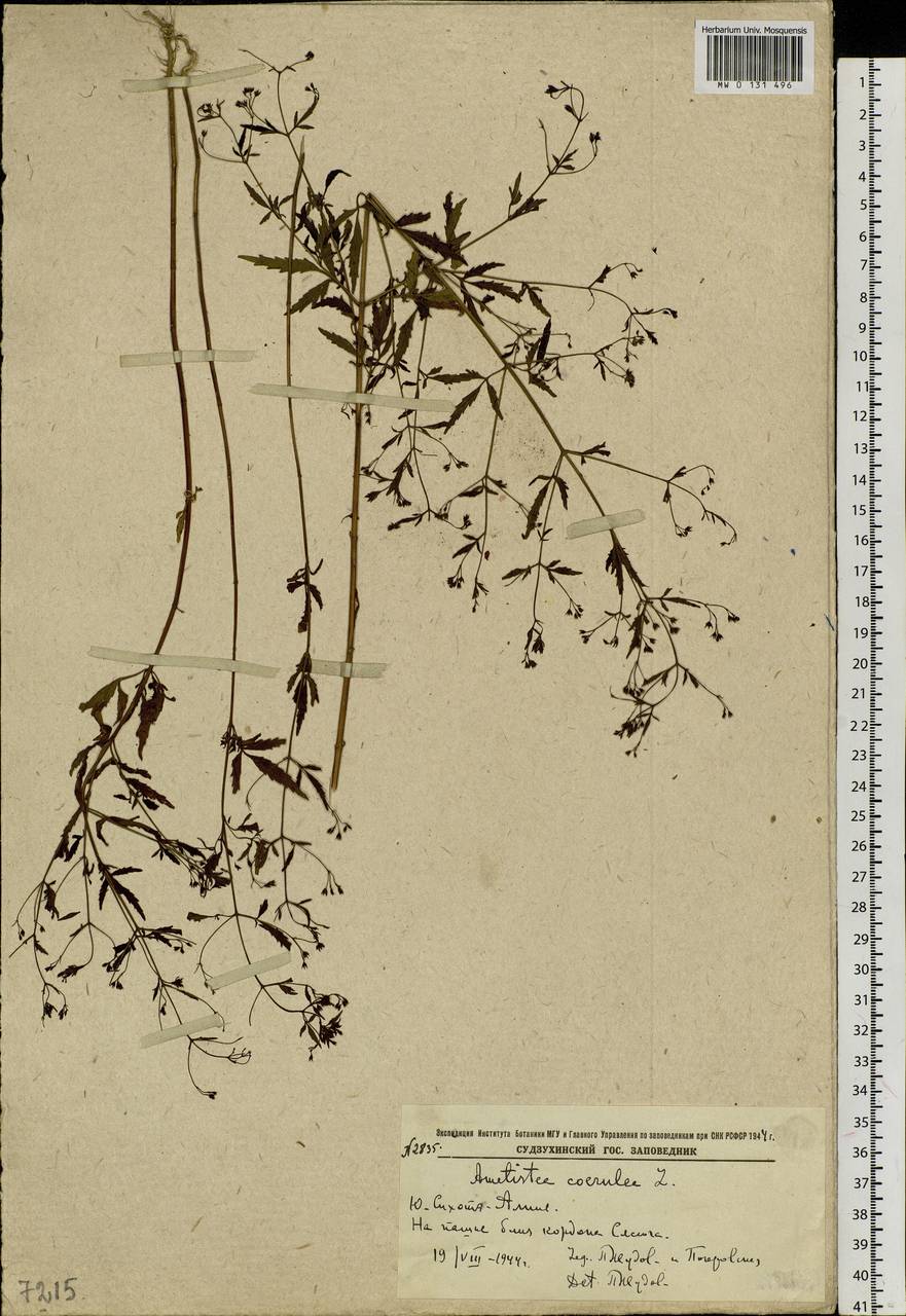 Amethystea caerulea L., Siberia, Russian Far East (S6) (Russia)