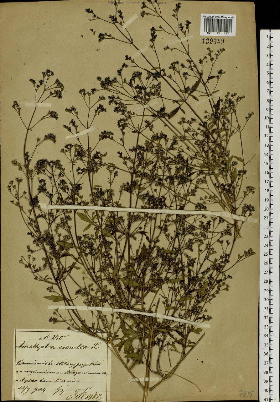 Amethystea caerulea L., Siberia, Russian Far East (S6) (Russia)