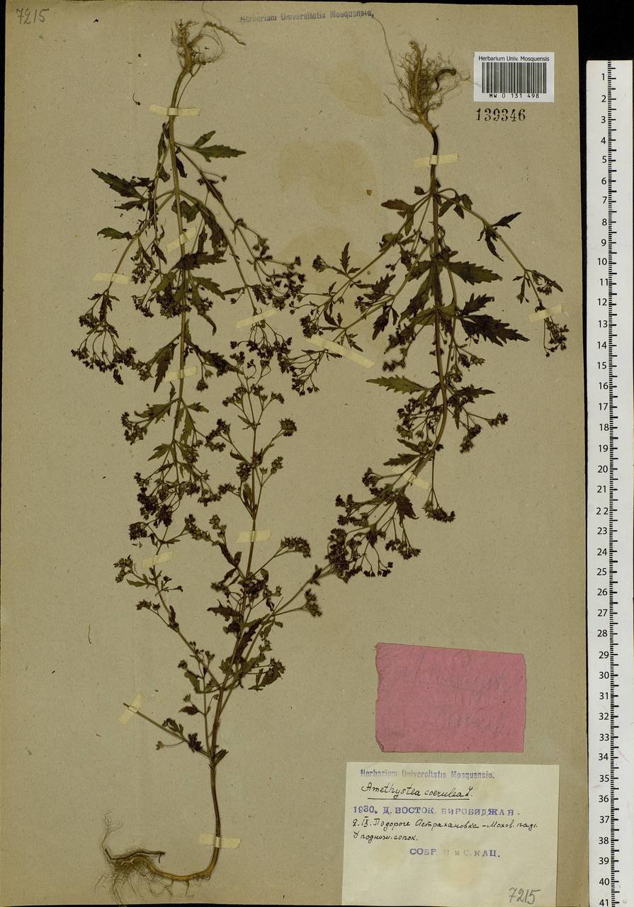 Amethystea caerulea L., Siberia, Russian Far East (S6) (Russia)