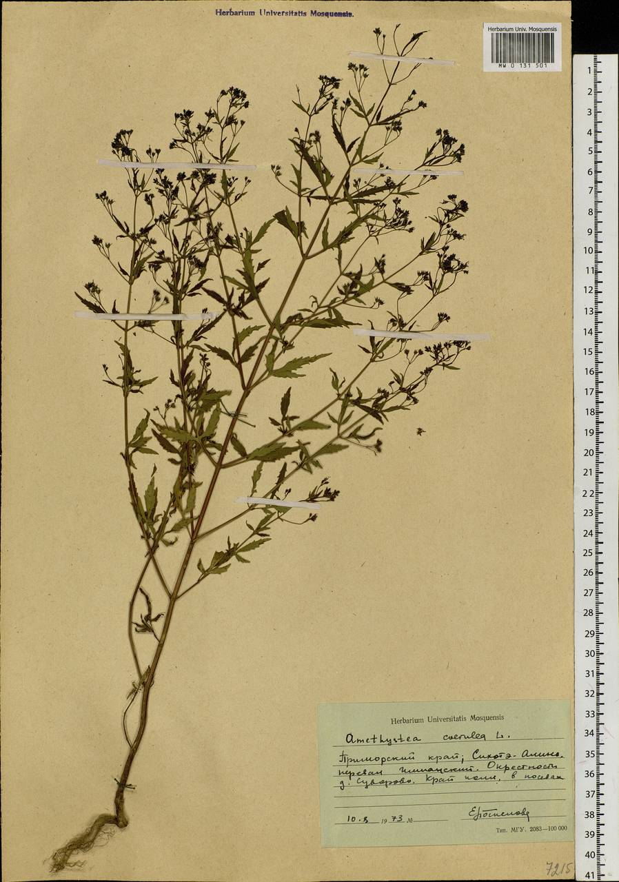 Amethystea caerulea L., Siberia, Russian Far East (S6) (Russia)