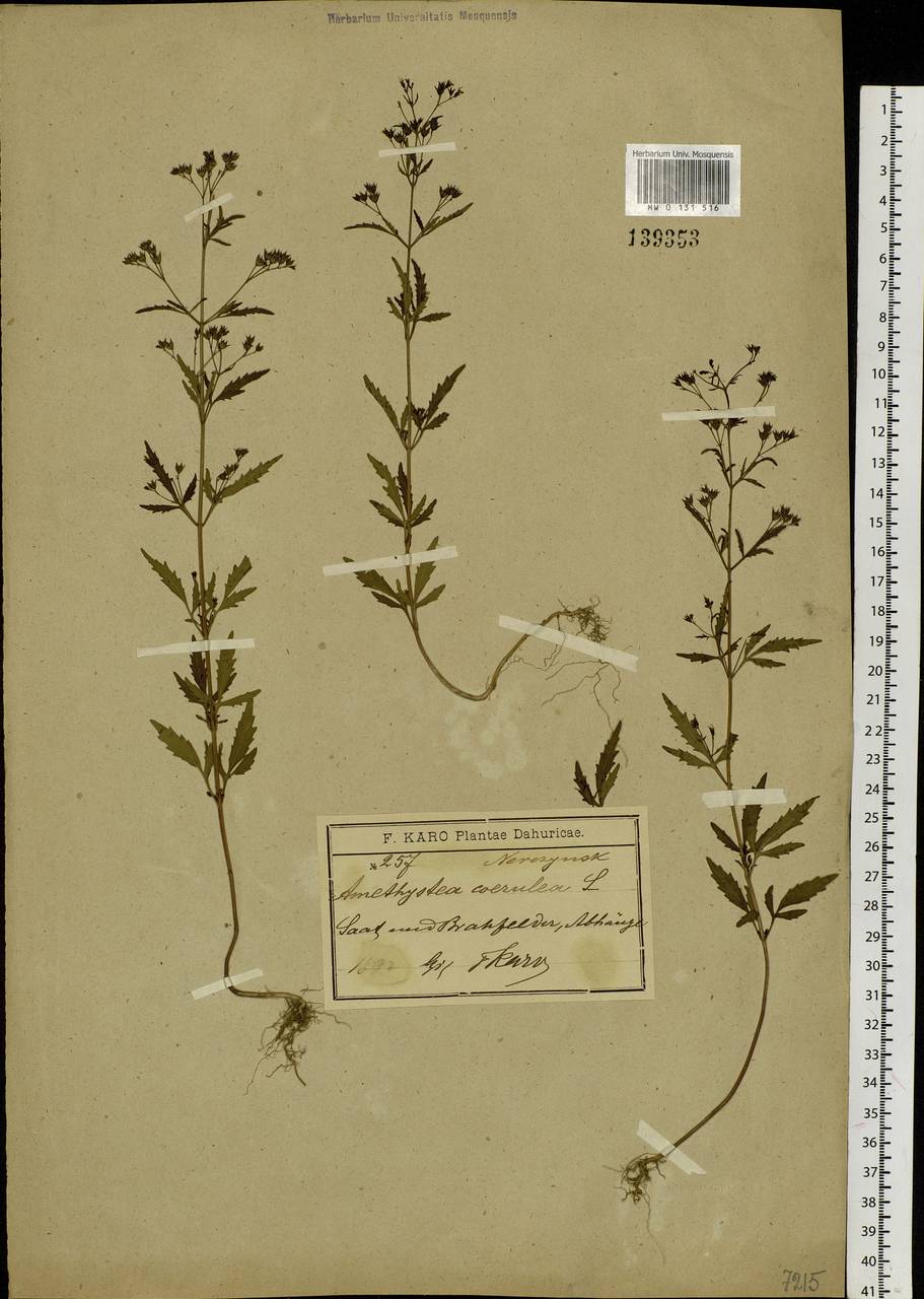 Amethystea caerulea L., Siberia, Baikal & Transbaikal region (S4) (Russia)