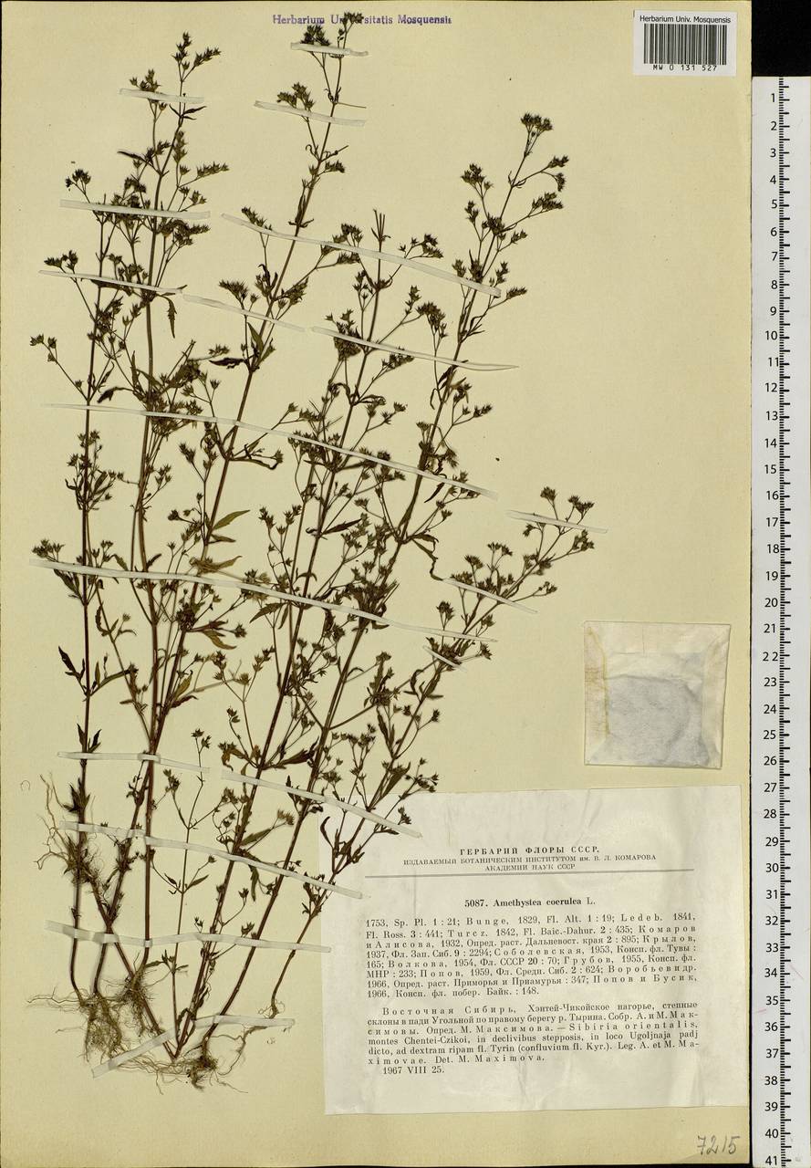 Amethystea caerulea L., Siberia, Baikal & Transbaikal region (S4) (Russia)