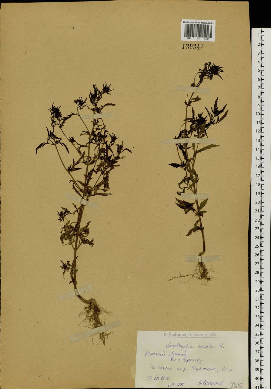 Amethystea caerulea L., Siberia, Western (Kazakhstan) Altai Mountains (S2a) (Kazakhstan)