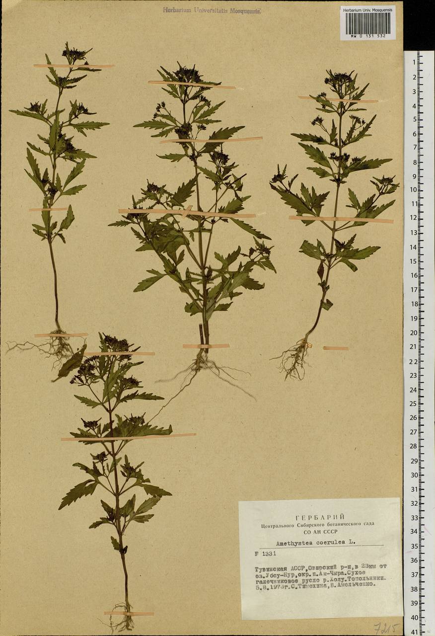Amethystea caerulea L., Siberia, Altai & Sayany Mountains (S2) (Russia)