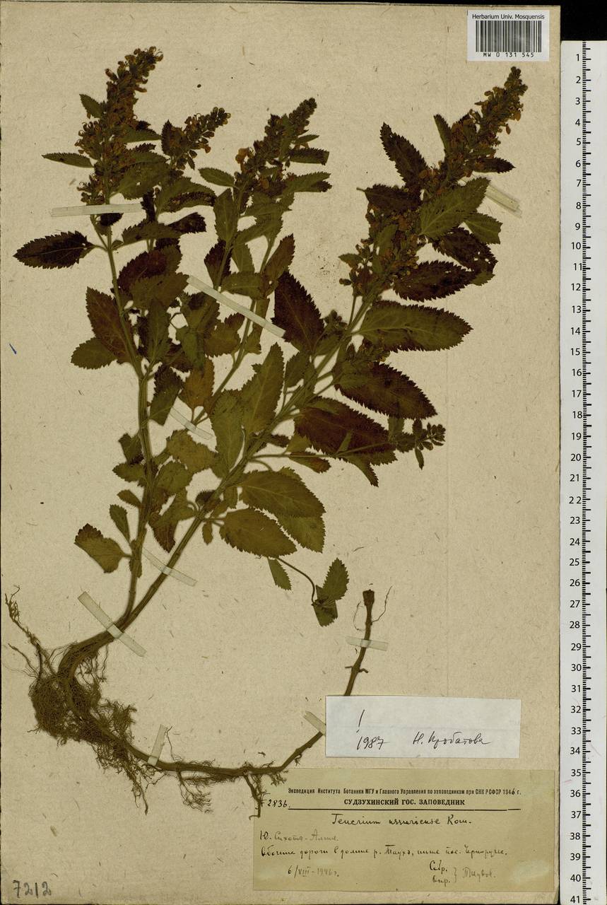 Teucrium ussuriense Kom., Siberia, Russian Far East (S6) (Russia)