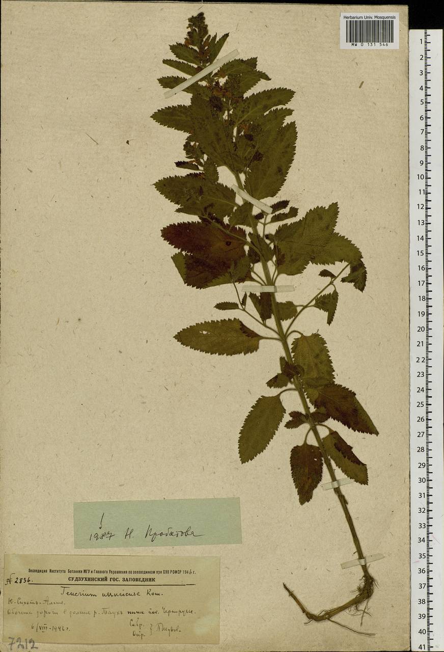 Teucrium ussuriense Kom., Siberia, Russian Far East (S6) (Russia)