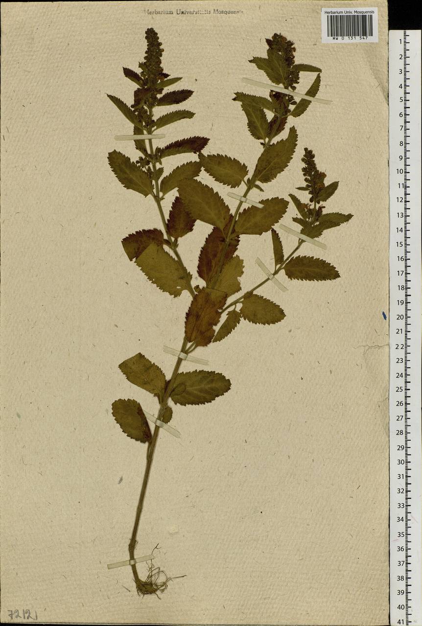 Teucrium ussuriense Kom., Siberia, Russian Far East (S6) (Russia)
