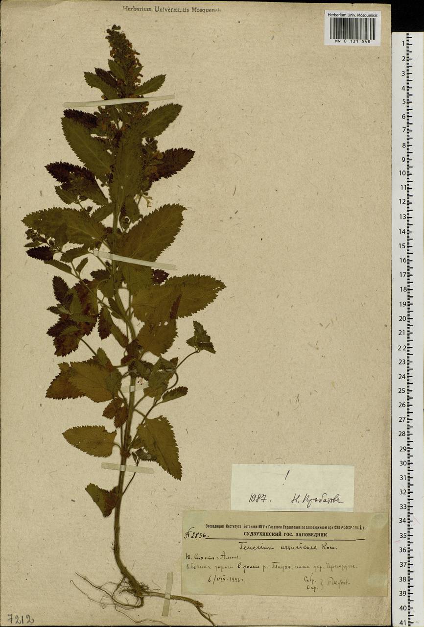 Teucrium ussuriense Kom., Siberia, Russian Far East (S6) (Russia)