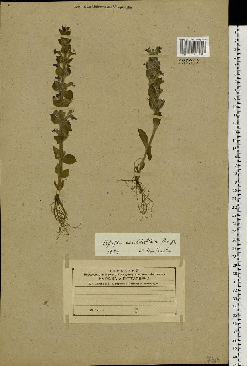 Ajuga multiflora Bunge, Siberia, Russian Far East (S6) (Russia)