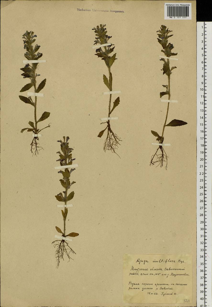 Ajuga multiflora Bunge, Siberia, Russian Far East (S6) (Russia)