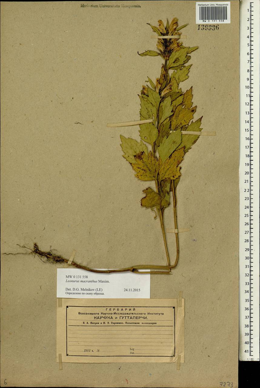 Paraleonurus macranthus (Maxim.) M.L.Qian, Y.P.Chen & C.L.Xiang, Siberia, Russian Far East (S6) (Russia)