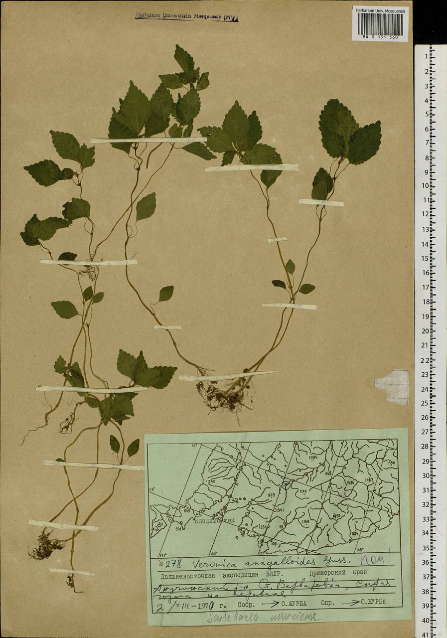 Scutellaria pekinensis var. ussuriensis (Regel) Hand.-Mazz., Siberia, Russian Far East (S6) (Russia)