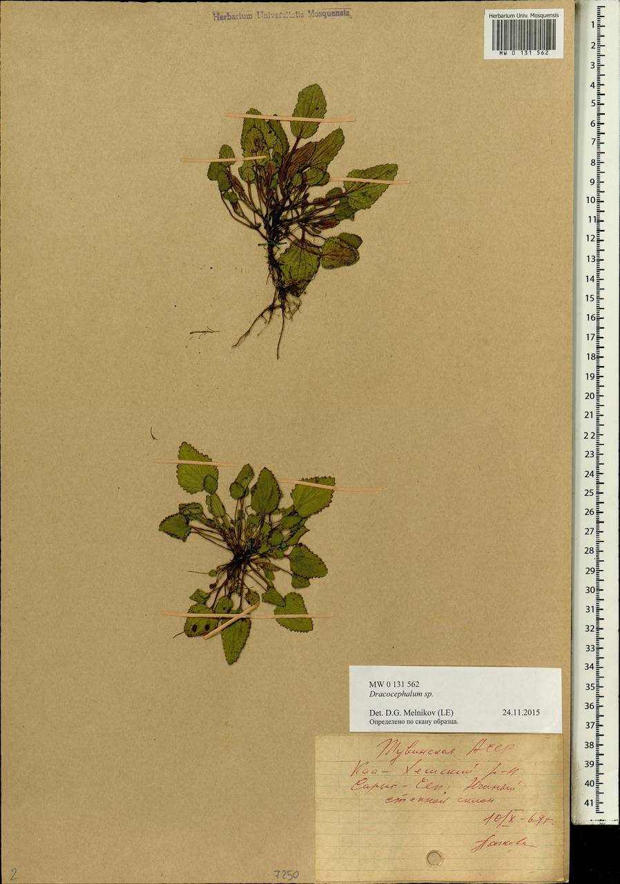 Dracocephalum, Siberia, Altai & Sayany Mountains (S2) (Russia)