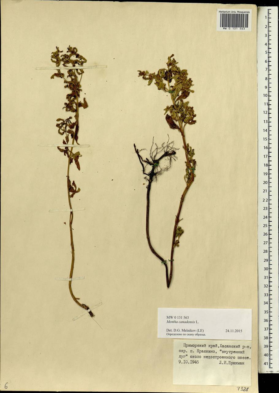 Mentha canadensis L., Siberia, Russian Far East (S6) (Russia)