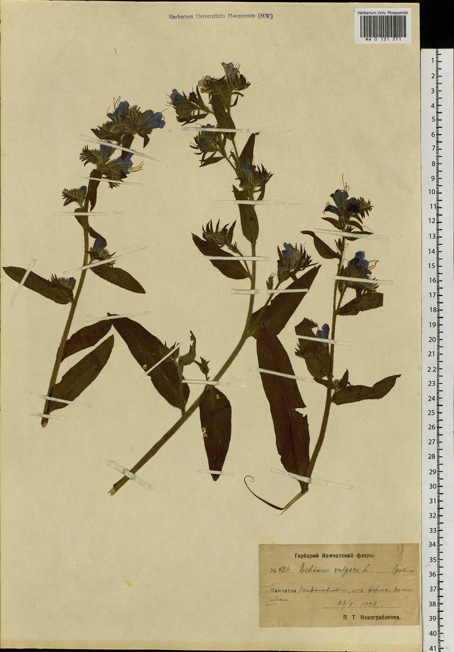 Echium vulgare L., Siberia, Chukotka & Kamchatka (S7) (Russia)